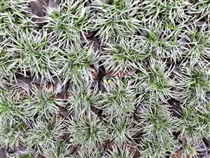 Ophiopogon kyto dwarf