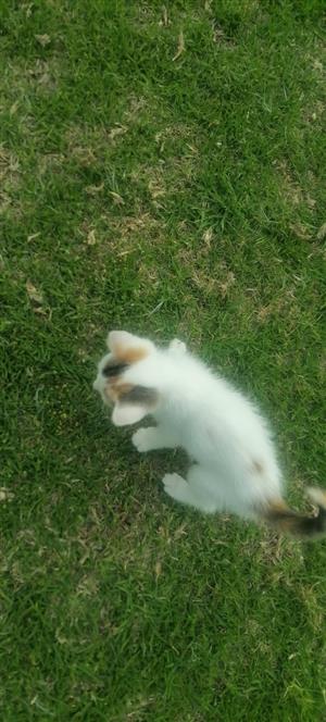 Kitten for sale 