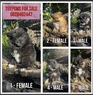 TOYPOM ( Pomeranian ) Puppies for Sale. Adorable puppies, 2 Female and 3 Male 