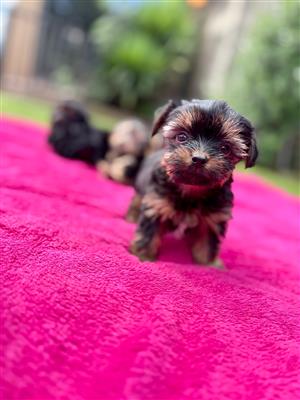 Miniature yorkie puppies 