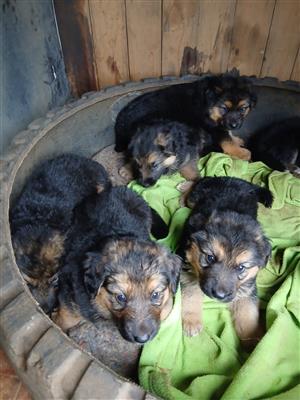 German shepherd Puppies