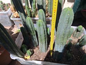 San Pedro cactus