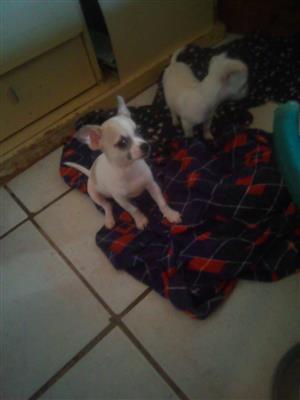 Chihuahua Puppies For Sale