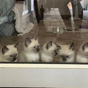 Ragdoll (Siamese) kittens
