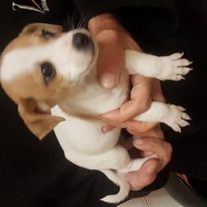 Purebred Short legs Jack Russells 