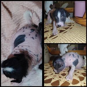 Mexican Hairless Pups