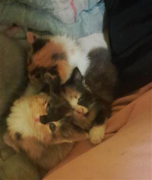 Kittens for sale 