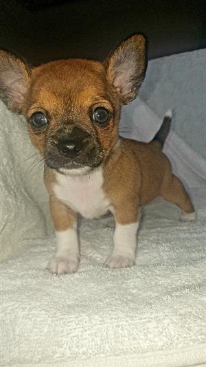1 x Canine SA registered, Smooth coat, short legs, Apple head Chihuahua availabl