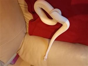 Ivory (Super Yellowbelly) Ball Python For Sale