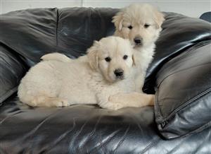 Golden Retriever puppies 