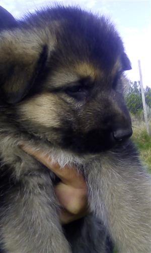 German Shepherd pups for sale