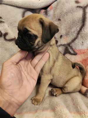 Pug Puppy