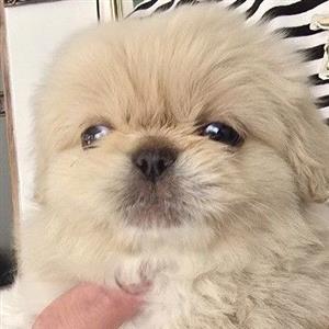 Pekingese puppies 