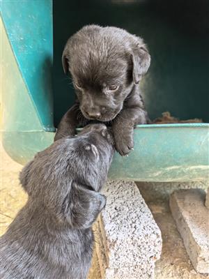 Labrador puppies