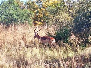 SPACIOUS DEVELOPER STAND – A BUSHVELD PARADISE AWAITS FIR THE BUSINESS OWNER!