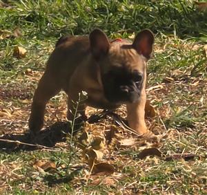 Stunning French bulldog puppies available