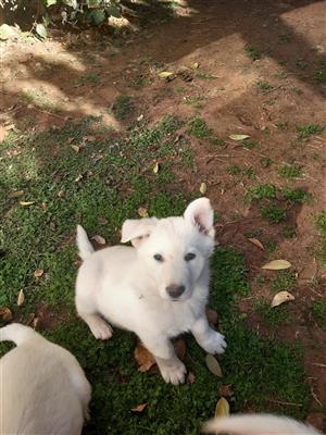 Pure bred  Swiss Shepard Pupies for sale 