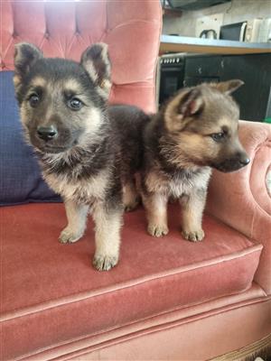 German shepherd puppies 