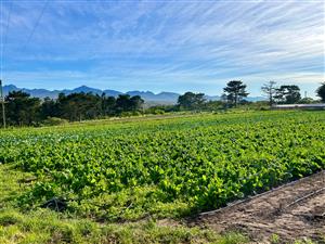Farm For Sale in Hansmoeskraal AH