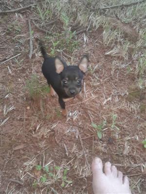 Miniature pincher puppy