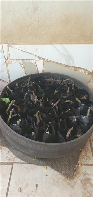 Rooted Fig Tree Cuttings