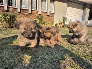 BEAUTIFUL CHOW CHOW × GERMAN SHEPHERD PUPPIES FOR SALE 