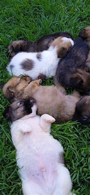 Golden Retriever In Dogs And Puppies In Gauteng Junk Mail