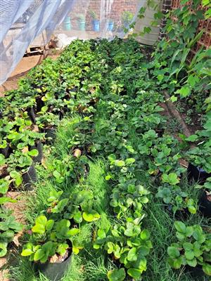 Various fruit trees etc