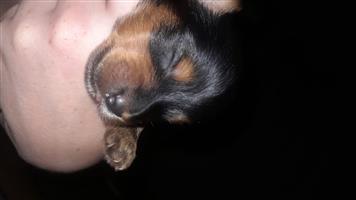 Yorkshire terrier puppies