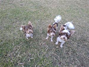 Purebred Biro Yorkie boys 