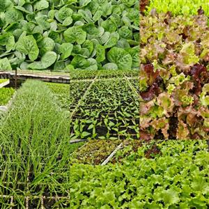 SEEDLINGS FRUIT VEGETABLE HERB DIBLE FLOWER