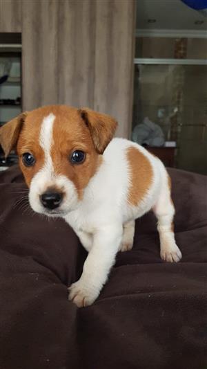 Jack Russell Puppies Junk Mail