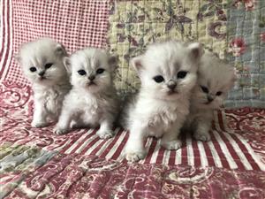 Chinchilla kittens 