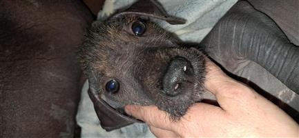 Beautiful Mexican hairless puppie for sale.