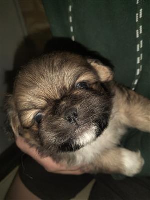 pekingese males puppies