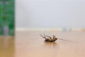 PEST CONTROL AND FUMIGATION