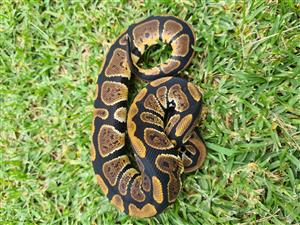 ball python
