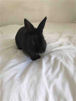 Looking for a caring home for two cute female and male rabbits