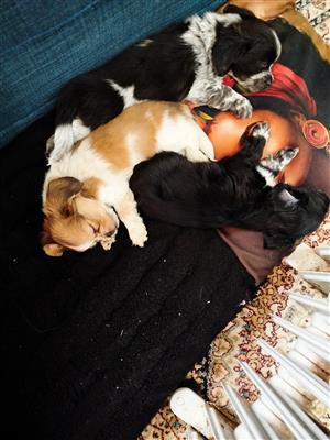 Penkingness x sausage puppies
