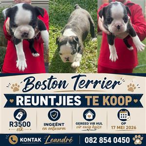 Boston terrier puppies for sale