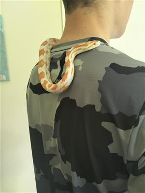Corn snakes with enclosures for sale 