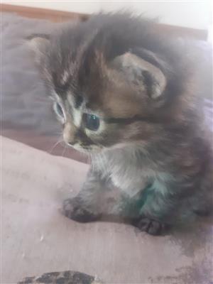 Persian x kitten for sale