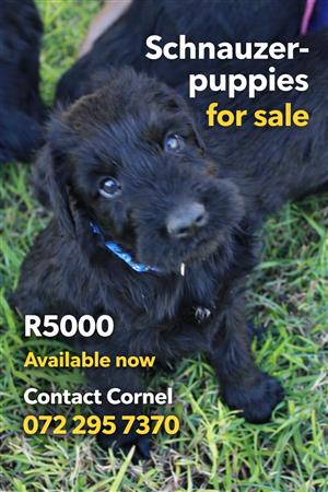 Giant Schnauzer puppies for sale 