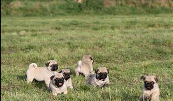 Pure breed pug puppies 