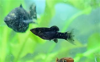 Molly fish babies (half sailfin mollies)