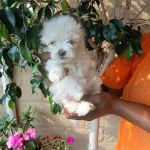 Maltese Miniature 