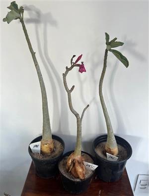 Adenium   - 3 x Impala Lilies ( Desert Roses)