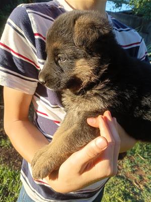 German Shepherd puppies for sale