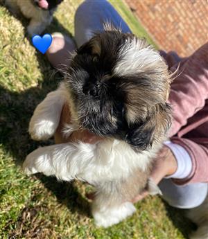 Pekingese Puppies, Pure Bred, Small breed