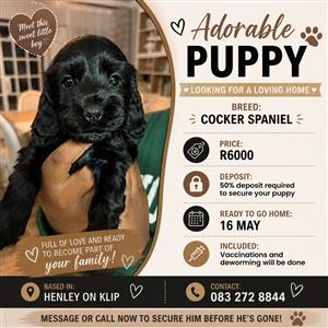 Cocker spaniel puppies